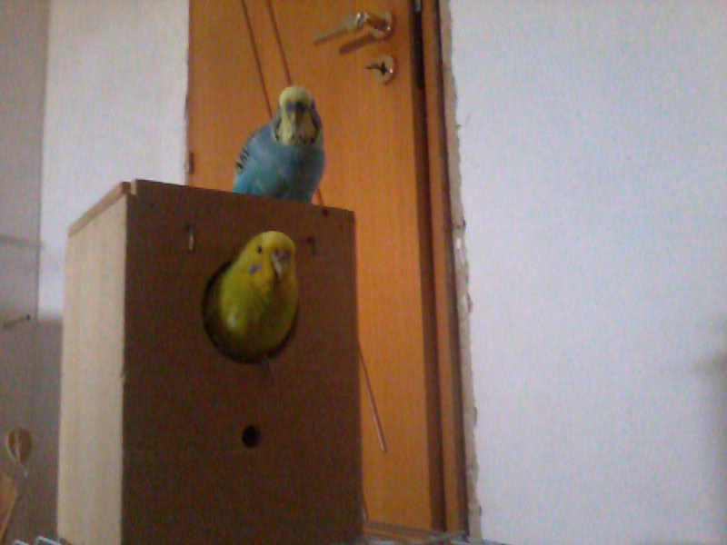 nido verticale o
orizzontale??